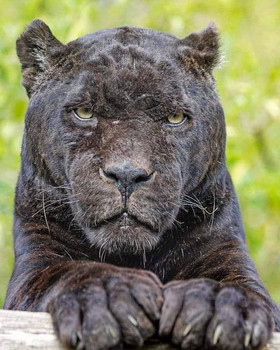 jaguar, photo, predators, animals, animals