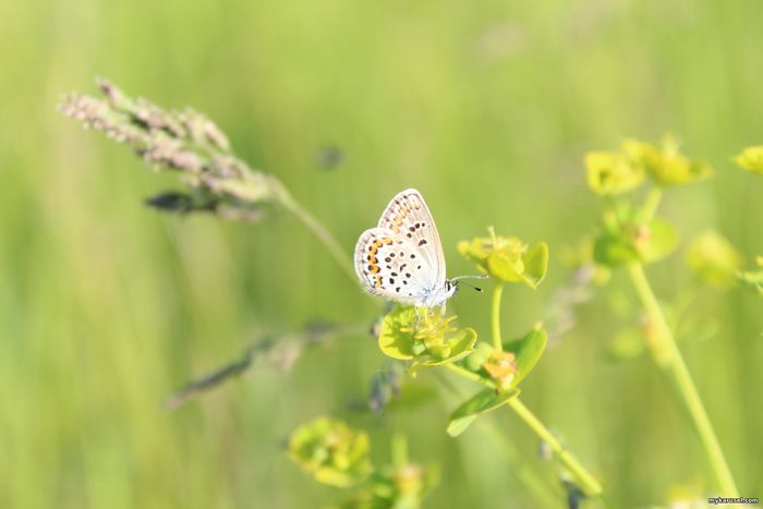 Insekten