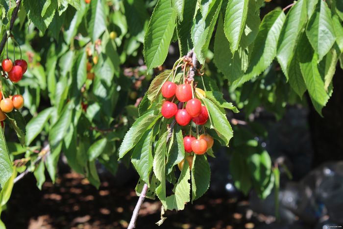 Cherries