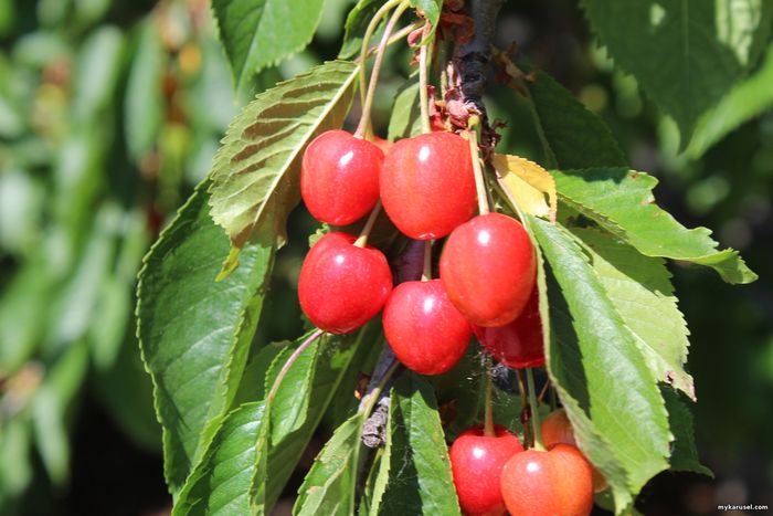 Cherries