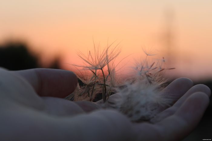 Dandelion