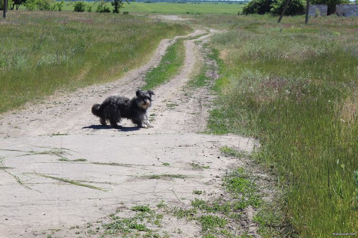 Catalan sheepdog