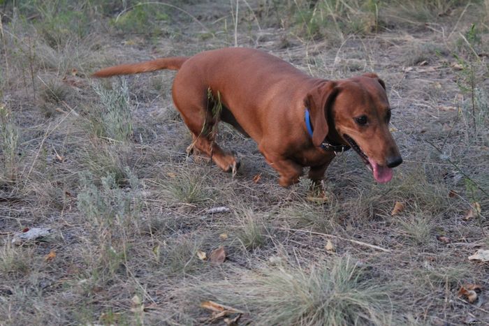 Dachshund