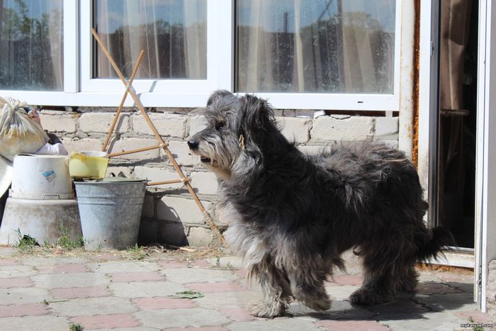 Catalan sheepdog